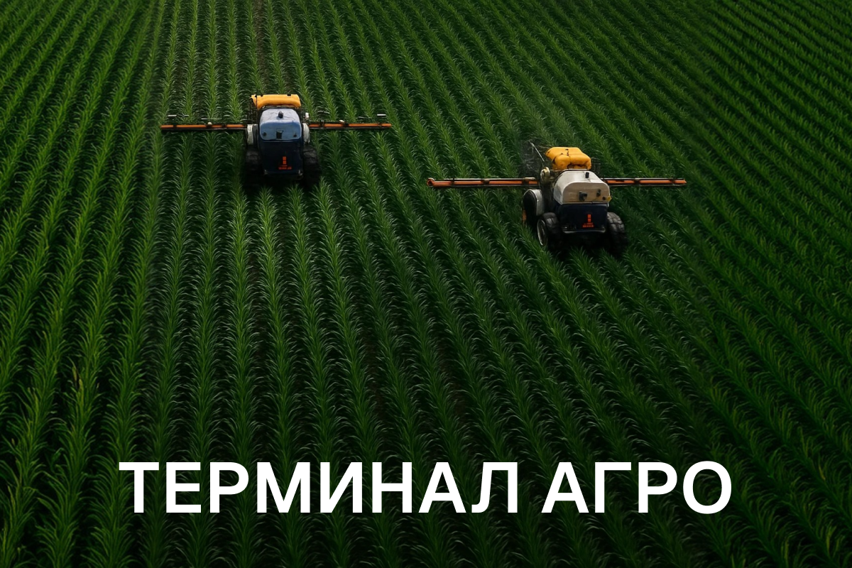 Маргарита